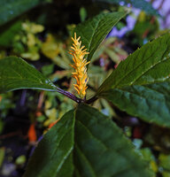 Chloranthus cf. nervosus, almost sessile spike with yellow anther connectives very similar to the newly described Chloranthus flavus, Bidoup Nui Ba NP, Vietnam
