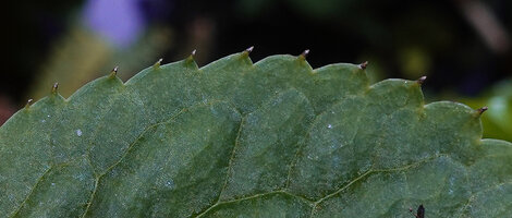 Chloranthus cf. nervosus, leaf blade veins ending in marginal hydathodes, Bidoup Nui Ba NP, Vietnam