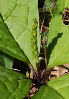 Chloranthus cf. nervosus, maturing infructescence, Bidoup Nui Ba NP, Vietnam