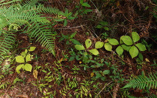 Chloranthus cf. nervosus, population in deciduous forest understory at the beginning of dry season, Bidoup Nui Ba NP, Vietnam