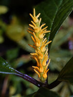 Chloranthus cf. nervosus, sessile spike with yellow anther connectives very similar to the newly described Chloranthus flavus from China, Bidoup Nui Ba NP, Vietnam