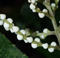 Chloranthus elatior, bright white cucullate abaxial surface of the three lobed stamens covering the hidden ovary, each flower being axilled by a greenish bract, Danum Valley, Sabah, Borneo