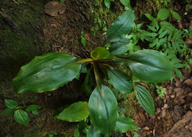 Chlorophytum filipendulum subsp. amaniense, funnel shaped leaf display, Amani, 500 m asl, East Usambara, Tanzania