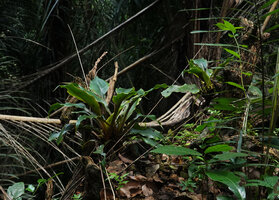Chlorophytum filipendulum subsp. amaniense on tree stump in forest understory, Amani, 500 m asl, East Usambara, Tanzania