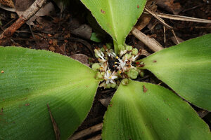Chlorophytum geophilum, leaf bases, flowers and maturing capsular fruits, Kisensegere, Rukwa, 1200 m asl, Tanzania