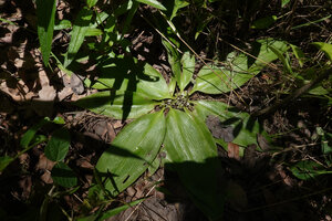 Chlorophytum geophilum, leaf rosette appressed to the forest floor, Kisensegere, Rukwa, 1200 m asl, Tanzania