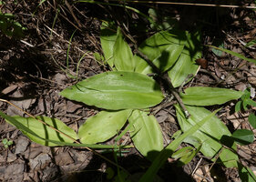 Chlorophytum geophilum, three plants with leaves appressed to the soil surface, Kisensegere, Rukwa, 1200 m asl, Tanzania