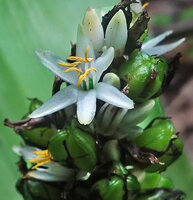 Chlorophytum stenopetalum, flower and maturing fruits, Sanje waterfall, Udzungwa NP, Tanzania