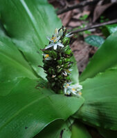 Chlorophytum stenopetalum, maturing fruits and flowers, Sanje waterfall, Udzungwa NP, Tanzania