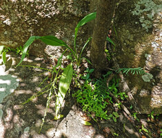 Chlorophytum zingiberastrum flowering in its rocky habitat, Kisensegere, Rukwa, 1200 m asl, Tanzania