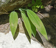 Chlorophytum zingiberastrum in rock fissure, sheathing leaf bases creating a pseudostem, Kisensegere, Rukwa, 1200 m asl, Tanzania