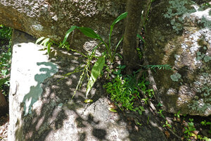 Chlorophytum zingiberastrum in rocky habitat, Kisensegere, Rukwa, 1200 m asl, Tanzania
