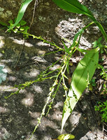 Chlorophytum zingiberastrum, leafy bracts along the branched inflorescence axis, Kisensegere, Rukwa, 1200 m asl, Tanzania