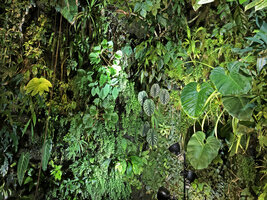 Christarium, a part of the Vertical Garden, Oct. 2021