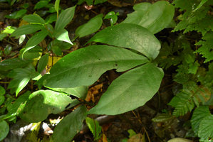 Christensenia aesculifolia, a frond, Anai Valley,West Sumatra