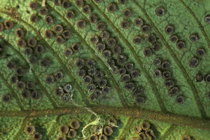 Christensenia aesculifolia, lower surface of the frond with lines of cylindrical raised sori, Putao, Kachin, Myanmar
