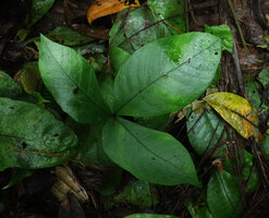 Christensenia aesculifolia, one frond, Imbu Rano, Kolombangara, Solomon Islands