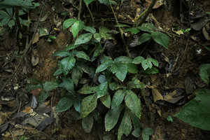 Christensenia aesculifolia on subvertical earth bank in deep shade, older fronds covered by epiphylls, Putao, Kachin, Myanmar