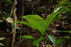 Christensenia aesculifolia, sori detail, Brunei, Borneo