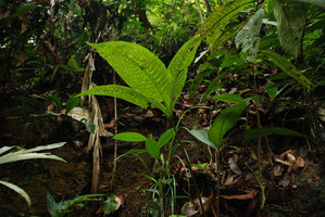 Christensenia aesculifolia, Ulu Temburong, Brunei, Borneo
