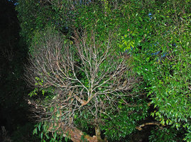 Cimette entièrement nécrosée, Ulu Temburong, Brunei