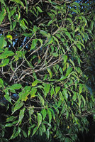 Cimette, extrémités ramifiées, Ulu Temburong, Brunei