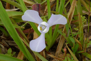 Cipura paludosa, Cano Cristales, Serrania Macarena, Meta, Colombia