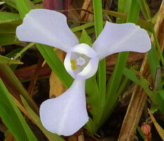 Cipura paludosa, flower with external expanded tepals and internal tubular tepals, Cano Cristales, Serrania Macarena, Meta, Colombia