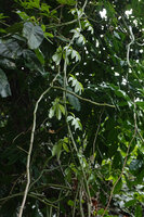 Cissus aralioides subsp. orientalis, succulent stems and fugacious palmate leaves, Ngezi FR, Pemba, Tanzania