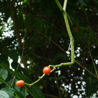 Cissus aralioides subsp. orientalis, succulent stems and red berries, Ngezi FR, Pemba, Tanzania