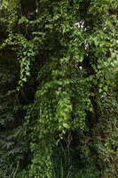 Cissus integrifolia climbing on a tree at forest edge, way to Sonjo waterfall, Udzungwa NP, Tanzania