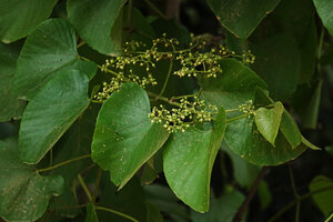 Cissus integrifolia, leaves and inflorescences, way to Sonjo waterfall, Udzungwa NP, Tanzania