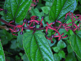 Cissus javana, mature infructescences with bright pink fleshy increased peduncles and shiny black berries, Doi Pha Tang, Chiang Rai, Thailand