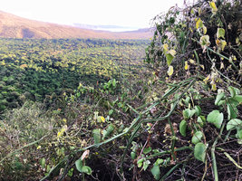 Cissus quadrangularis and Cissus rotundifolia climbing on shrubs in foreground and Lake Chamo in background, Arba Minch, Ethiopia