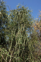 Cissus quadrangularis climbing in Euphorbia tirucalli, Nech Sar NP,  Arba Minch, Ethiopia