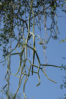 Cissus quadrangularis, hanging stems with fruits, Nech Sar NP,  Arba Minch, Ethiopia
