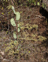 Cissus rotundifolia, inflorescences at the end of freely hanging stems during the dry season, Nech Sar NP,  Arba Minch, Ethiopia