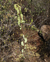 Cissus rotundifolia retaining its succulent leaves during the dry season, Nech Sar NP,  Arba Minch, Ethiopia