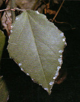 Cissus sp. growing on limestone cave walls, calcium carbonate excreted by hydathodes, Amboni caves, Tanga, Tanzania