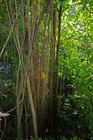 Cissus verticillata (syn. C. sicyoides), aerial roots above the water, Manaos, Amazonas, Brazil