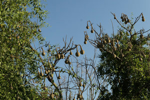 Cladostemon kirkii, hanging fruits, Liwonde NP, Malawi