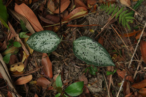 Clematis crassifolia, juvenile entire leaves densely silver spotted, Victoria Peak, Hong  Kong