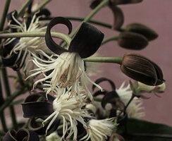 Clematis smilacifolia, flowers with blackish sepals and bright white stamens, Mount Popa, Mandalay, Myanmar