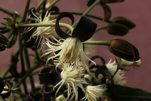 Clematis smilacifolia, flower with blackish sepals and bright white stamens, Mount Popa, Mandalay, Myanmar