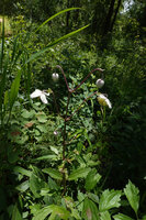 Clematis villosa, inflorescence, Kisensegere, Rukwa, 1200 m asl, Tanzania