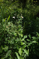 Clematis villosa in open forest, Kisensegere, Rukwa, 1200 m asl, Tanzania