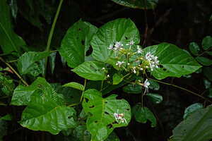 Clerodendrum adenophysum at forest edge, Danum Valley, Sabah, Borneo