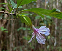 Clerodendrum arenarium, calyx and corolla, Ankanin'ny Nofy  Reserve, Madagascar