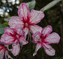 Clerodendrum arenarium, flowers at anthesis, Ankanin'ny Nofy  Reserve, Madagascar