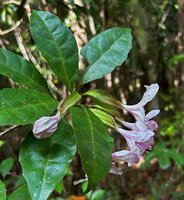 Clerodendrum arenarium, flowers at anthesis, long green tubular calyx, Ankanin'ny Nofy  Reserve, Madagascar